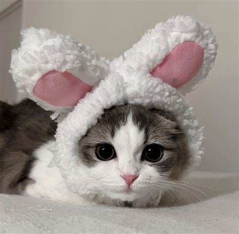 cat in rabbit costume|More.